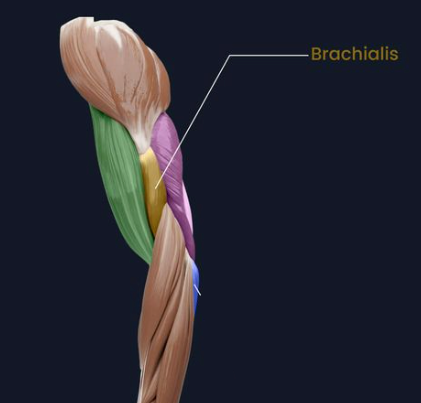 brachialis muscle